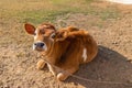 Cow calf setting in field Royalty Free Stock Photo