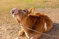 Cow calf setting in field Royalty Free Stock Photo