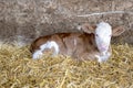 Cow calf in shed Royalty Free Stock Photo