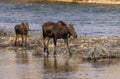 Cow and Calf Shiras Moose in Fall