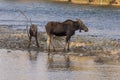 Cow and Calf Shiras Moose in Fall in Wyoming