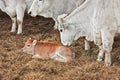 Cow and calf