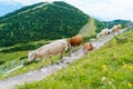 Cow and calf spends the summer months on an alpine meadow in Alps. Austrian cows on green hills in Alps. Alpine