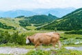 Cow and calf spends the summer months on an alpine meadow in Alps. Austrian cows on green hills in Alps. Alpine