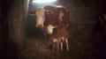 A cow and a calf standing in a barn with hay Royalty Free Stock Photo