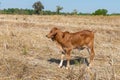 Cow, Calf standing and eating rice straws Royalty Free Stock Photo