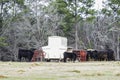 Cow and calf standing in front of creep feeder