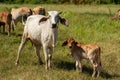 Cow with calf standing on grazing Royalty Free Stock Photo