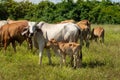 Cow with calf standing on grazing Royalty Free Stock Photo