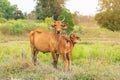 Cow with calf standing on grazing , Royalty Free Stock Photo