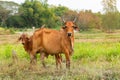 Cow with calf standing on grazing Royalty Free Stock Photo