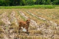 Cow, calf standing on the rice field, Royalty Free Stock Photo