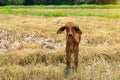 Cow, calf standing on the rice field, Royalty Free Stock Photo