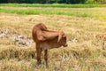 Cow, calf standing on the rice field Royalty Free Stock Photo