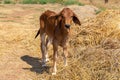 Cow, calf standing on the rice field, Royalty Free Stock Photo