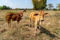 Cow, calf standing on the rice field, Royalty Free Stock Photo