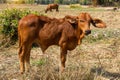 Cow, calf standing on the rice field Royalty Free Stock Photo