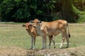 Cow, calf standing on the rice field Royalty Free Stock Photo