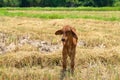 Cow, calf standing on the rice field Royalty Free Stock Photo