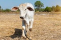 Cow, calf standing on the rice field, Royalty Free Stock Photo