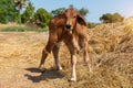 Cow, calf standing on the rice field Royalty Free Stock Photo