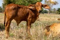 Cow, calf standing on the rice field Royalty Free Stock Photo