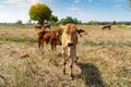 Cow, calf standing on the rice field Royalty Free Stock Photo