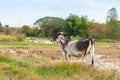 Cow, calf standing on the rice field, Royalty Free Stock Photo