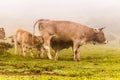 Cow with calf sucking