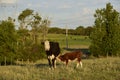 Cow with calf sucking, La Pampa