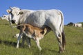 Cow and calf suckling in a field Royalty Free Stock Photo