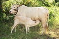 Cow calf suckling milk from its mother in grove background, vintage style color Royalty Free Stock Photo