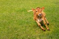 Cow Calf running and jumping in ground Royalty Free Stock Photo