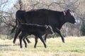 Cow and calf walking in spring pasture Royalty Free Stock Photo