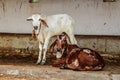cow calf& x27;s on floor at farm Royalty Free Stock Photo