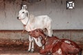 cow calf& x27;s standing on floor,gir gay calf