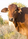 Cow Calf Royalty Free Stock Photo