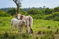 Cow and calve grazing on a green meadow in sunny day. Farm animals.