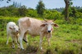 Cow and calve grazing on a green meadow in sunny day. Farm animals.