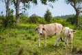 Cow and calve grazing on a green meadow in sunny day. Farm animals.