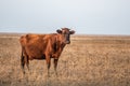 Cow and calve in rustic thistle feild setting australia