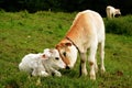 Cow calves Royalty Free Stock Photo