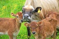 Cow and Calves in a field Royalty Free Stock Photo