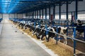 Cow calves in a stall eat food on a dairy farm. Agriculture. Livestock Royalty Free Stock Photo