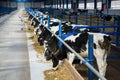 Cow calves in a stall eat food on a dairy farm. Agriculture. Livestock Royalty Free Stock Photo