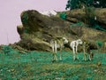 Cow calves standing together around forest field Royalty Free Stock Photo