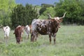 Cow and calves Royalty Free Stock Photo