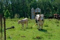 Cow and calves together Royalty Free Stock Photo