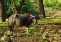 Cow or carabao on forest pasture. Asia agriculture travel photo. Royalty Free Stock Photo