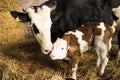 Cow caress newborn calf